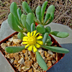 Othonna clavifolia