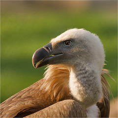 Portrait Gänsegeier (1)