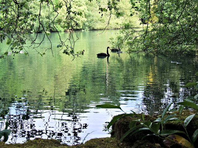 Black Swans on a Busbridge Lake