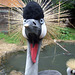 Crowned Crane