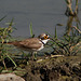 20100323-0560 Little ringed plover