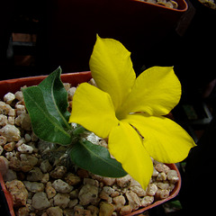 Pachypodium brevicaule