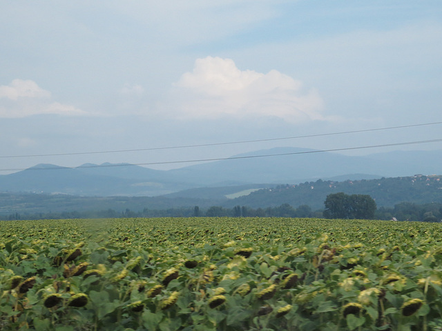 Sur la route de Brigetio