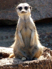 Zoomed in portrait - what ya looking at Meerkat