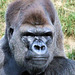Silver Back Gorilla 1 - portrait