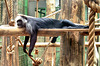 Zoo time out - Chilling out a monkey's hard day at the zoo