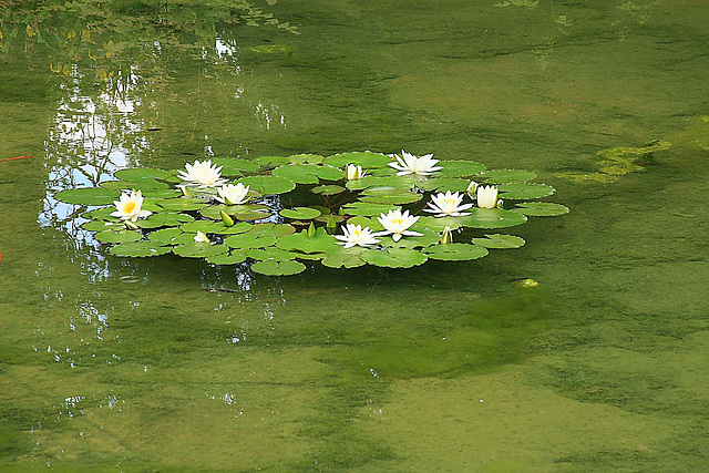 Water Lillies_1