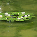 Water Lillies_1