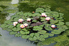 Water Lilies_2