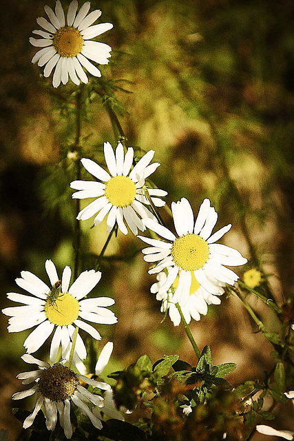 Corn Chamomile