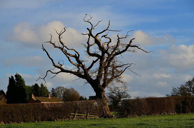 Lone Tree, Haughton