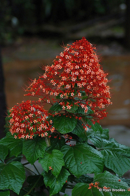 20090816-0804 Clerodendrum paniculatum L.