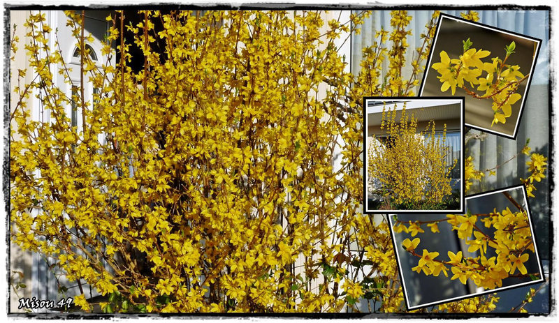 MON JARDIN