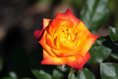 Rose_2