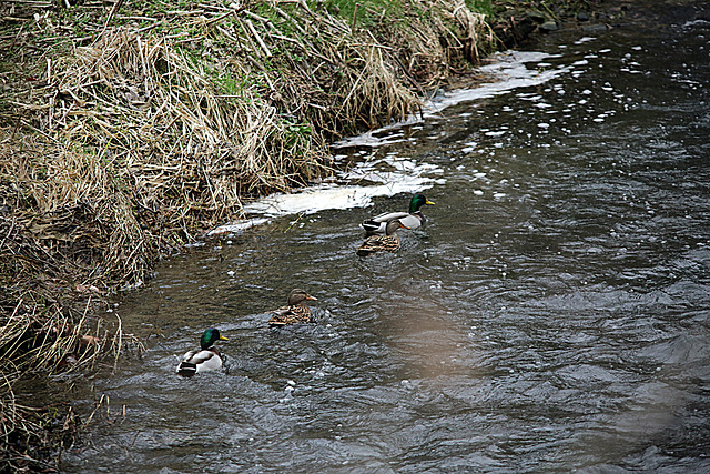 20140210 0068VTw [D~LIP] Werre, UWZ, Bad Salzuflen