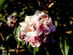 DSCF2472a -1 Daphne 'Jaqueline Postill' flower