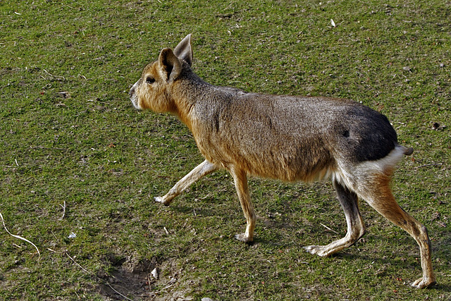 Großer Pampahase (1)