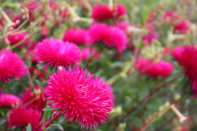 Pink Flowers_1