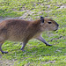 Capybara