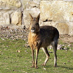 Großer Pampahase (3)