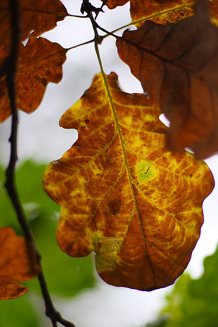 Oak Leaf