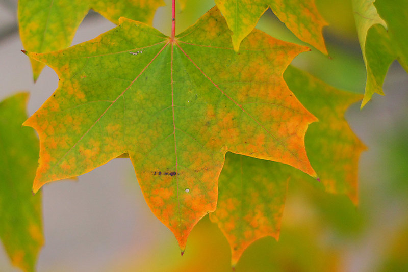 Orange and Green