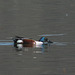 20100323-0681 Northern shoveler, male