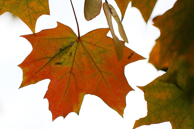 Orange and Green_2