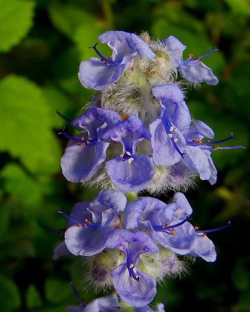 Plectranthus Flower