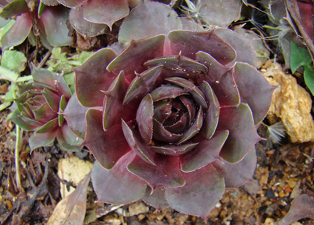 Sempervivum