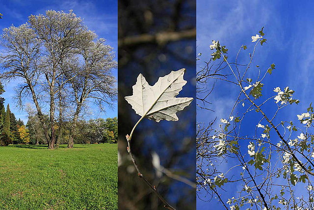 Green-white leaves