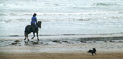 Enthusiastic dog races horse