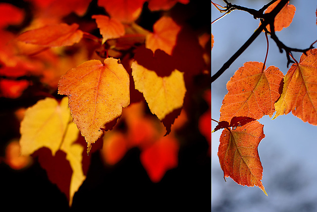 Autumn leaves