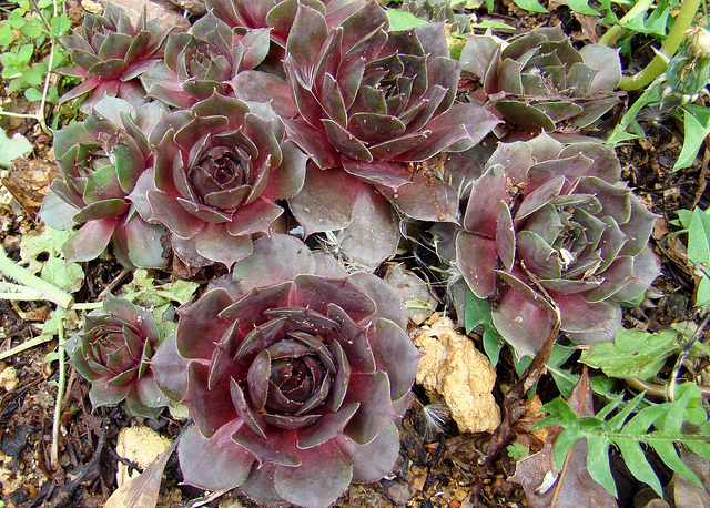 Hens and Chicks