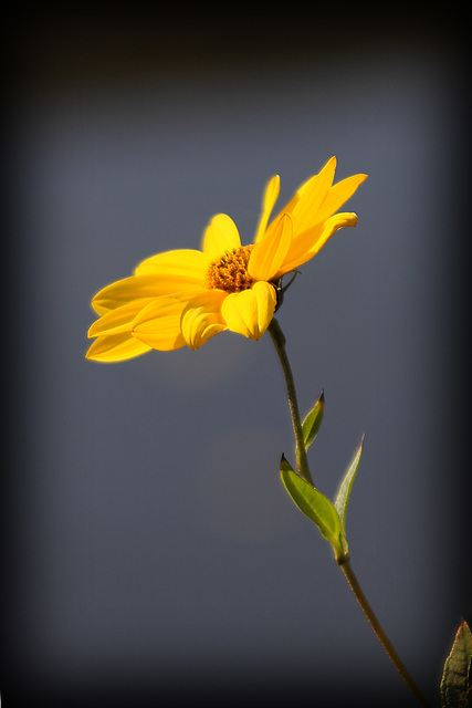 Yellow Flower