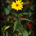 Yellow Flower_1