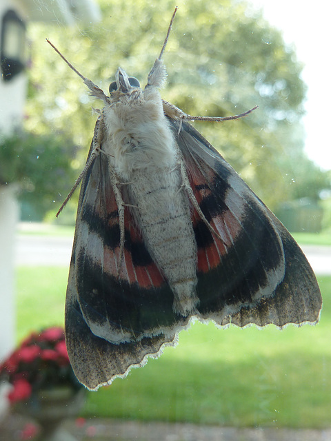 A moth