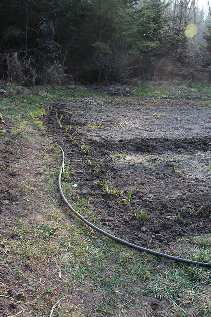 Plantation d'iris (2)