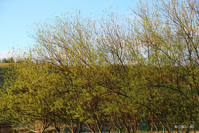 New leaves on the willows in dawn light