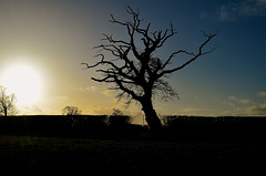 Lone Tree, Haughton