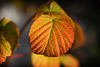 Autumn leaves_2