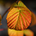Autumn leaves_2