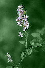 White and green