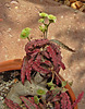 Euphorbia francoisii - Grigsby Clone 6