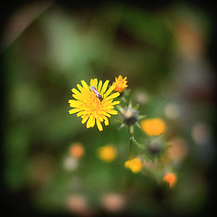 Yellow flower_3