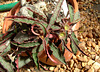 Euphorbia francoisii - Grigsby Clone 4