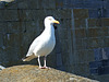DSCF2057a Gull - Charlestown Harbour Cornwall May 2010