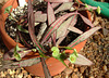 Euphorbia francoisii - Grigsby Clone 2