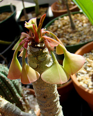 Euphorbia malottii flower