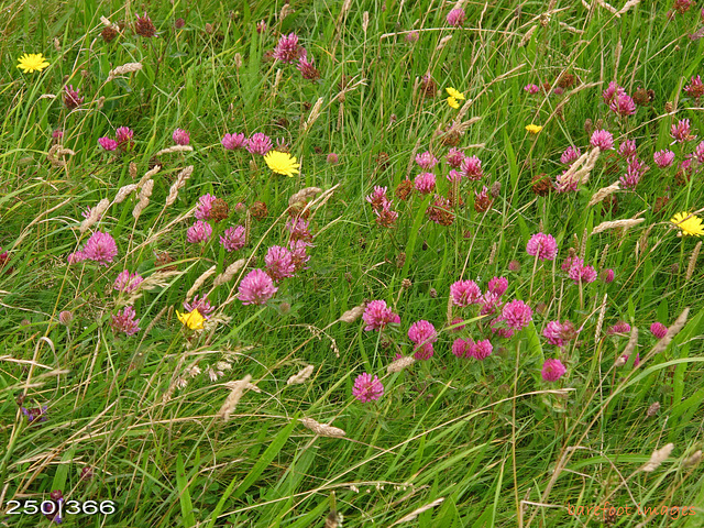 250|366: summer meadow